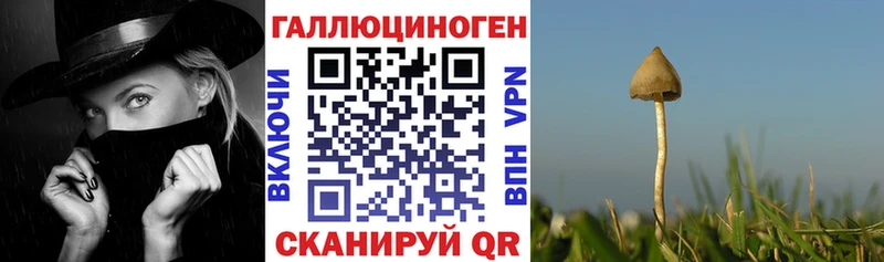дарнет шоп  Алексин  Псилоцибиновые грибы Cubensis 